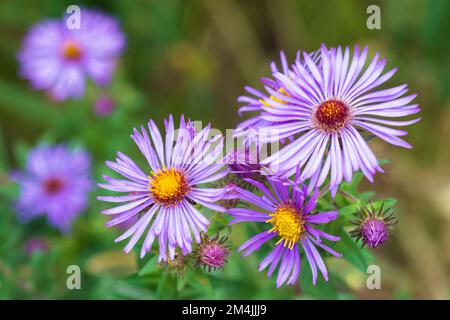 New England Aster Flowers, Symphyotrichum Novae-Angliae Stockfoto