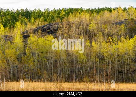 Aspen Woodland, aufstrebendes Laub im Frühjahr, Greater Sudbury, Ontario, Kanada Stockfoto