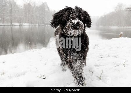 Ein schwarzer Labradoodle-Hund läuft auf die Kamera zu. An der Grenze zu einem See, Schneefall, Winterlandschaft im Hintergrund Stockfoto