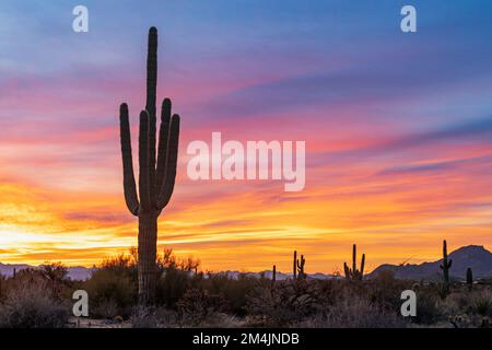 Lebhafter Sonnenaufgang In Der Wüste Mit Saguaro Cacti In Arizona Stockfoto