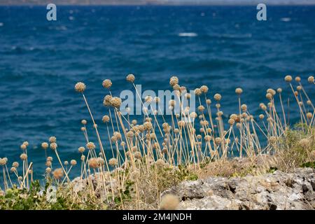 Landschaft mit wilden Knoblauchblumen in der Nähe des Meeres Stockfoto