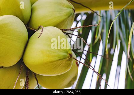 Grüne, frische Kokosnüsse, die an der Palme hängen, Nahaufnahme, Stockfoto
