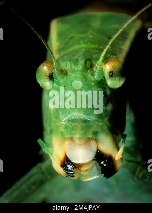 Winkel - Flügel katydid (Microcentrum sp.) mit Schutzbacken ausbreiten. Foto in Northern Virginia übernommen. Stockfoto