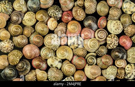 Makroansicht von Ubobium sp. Muscheln. Die Schalen haben einen Durchmesser von 6 bis 12 mm. Stockfoto