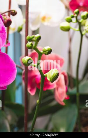 Phalaenopsis Orchideen bereit zu blühen, Mottenorchideen Blütenknospen im Winter unter künstlichem Licht Stockfoto