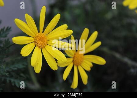 Euryops pectinatus, die graublättrigen Euryops, ist eine blühende Pflanzenart der Familie Asteraceae, die bis zu Felsen endemisch ist. Stockfoto