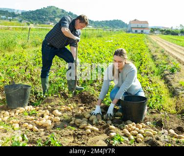 Ein paar Bauern ernten Kartoffeln auf dem Feld Stockfoto