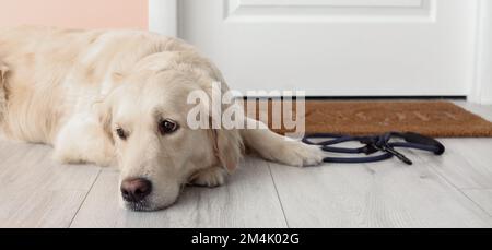Süßer Labrador-Hund mit Blei, der auf den Besitzer im Flur wartet Stockfoto