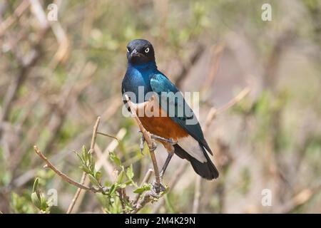 Superb Starling (Glanzstare Superbus) Stockfoto