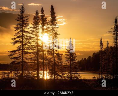 Silhouette von Fichten bei einem goldenen Sonnenuntergang am See im borealen Wald von Quebec, Kanada Stockfoto