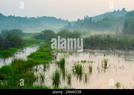 Ein vor kurzem nach Sonnenuntergang entwässerter Biberteich, Greater Sudbury, Ontario, Kanada Stockfoto