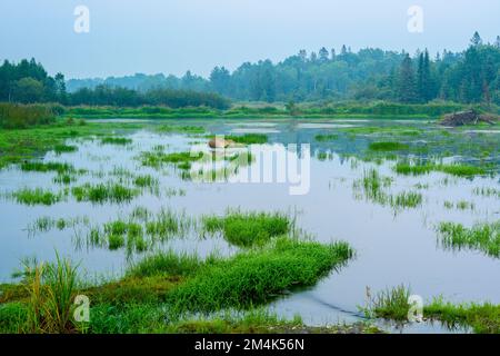 Ein vor kurzem nach Sonnenuntergang entwässerter Biberteich, Greater Sudbury, Ontario, Kanada Stockfoto