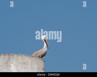 Warnungsloser brauner Pelikan hoch oben auf einem Betonpier in der Galveston Bay, fotografiert im Profil von unten. Bild hat Speicherplatz zum Kopieren. Stockfoto