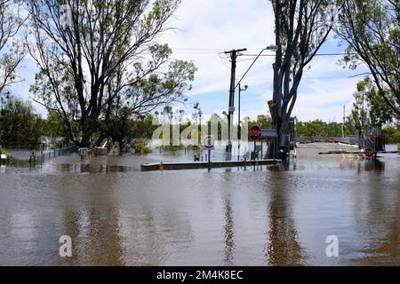 Überschwemmung bei Swan Reach in Südaustralien während der Überschwemmung des Flusses Murray im Jahr 2022 Stockfoto