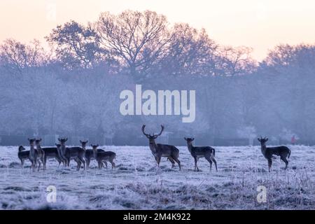 Bushy Park ist heute Morgen von Frost bedeckt. Man sieht Hirsche, die umherwandern. Aufnahme am 10. Dezember 2022. © Belinda Jiao jiao.bilin@gmail.com 07 Stockfoto