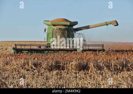 John Deere 9550 Mähdrescher, Landwirt, der Milo „Grain Sorghum“ Erntegut erntet, „Sorghum vulgare“, Trego County, Kansas. Stockfoto