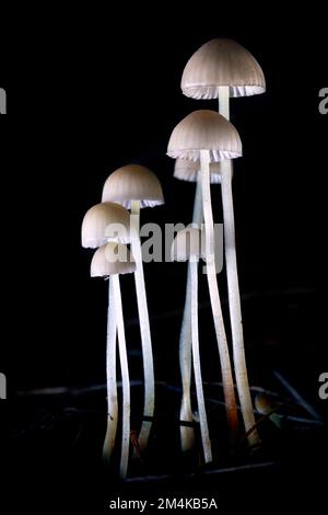 Eine Gruppe zarter weißer Pilze – Brevard, North Carolina, USA Stockfoto