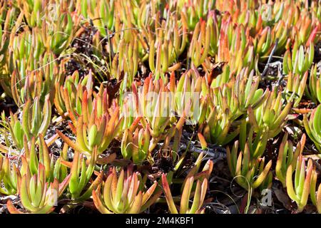 Nahaufnahme einer invasiven Specie Sukculent plant Carpobrotus edulis, die in den Sanddünen Portugals wächst. Stockfoto