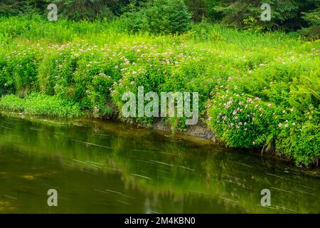 Joe-pye-Unkrautkolonien am Ufer des Junction Creek, Greater Sudbury, Ontario, Kanada Stockfoto