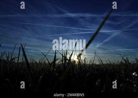 Die helle Sonne, die über dem grünen Feld aufgeht, mit Chemtrails am blauen Himmel Stockfoto