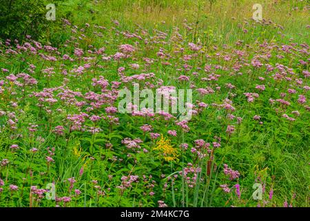 Joe-pye-Gras, Kolonie, Greater Sudbury, Ontario, Kanada Stockfoto