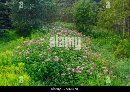 Joe-pye-Gras, Kolonie, Greater Sudbury, Ontario, Kanada Stockfoto