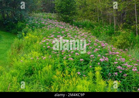 Joe-pye-Gras, Kolonie, Greater Sudbury, Ontario, Kanada Stockfoto