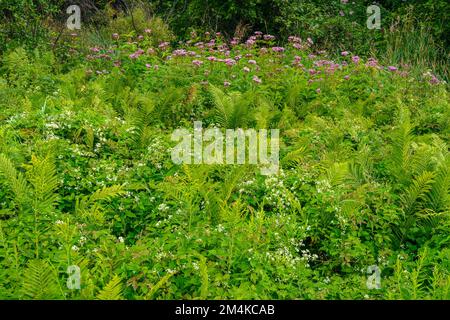 Joe-pye-Unkraut und Farnkolonie in der Nähe eines Bachs, Greater Sudbury, Ontario, Kanada Stockfoto