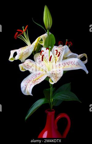 Tiger Lilies in Red Pitcher gegen Schwarzleben Stockfoto