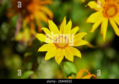 Nahaufnahme der im Wald blühenden Baummarigold-Blume Stockfoto