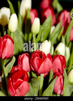 Nahaufnahme von roten Tulpen, die mit geringer Schärfentiefe zu blühen beginnen Stockfoto