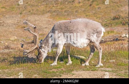 Rentierfütterung auf der arktischen Tundra in der Nähe von Longyearbyen auf den Svalbard-Inseln in Norwegen Stockfoto