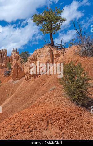 Zerklüfteter Pinienbaum auf dem ariden Felsen im Bryce Canyon-Nationalpark in Utah Stockfoto