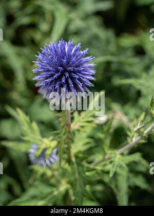 Ein flacher Fokus einer Echinops Setifer Blume mit grünem Gras im Garten, vertikaler Schuss Stockfoto