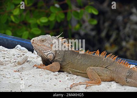 Ein Leguan ruht auf Flamingo Beach, Renaissance Island, Aruba Stockfoto