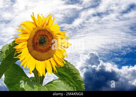 Sonnenblume vor dem Himmel mit Wolken Stockfoto