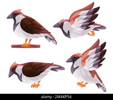 Spatzenvogel, italienischer Passant, zeigt Fliegenständer mit einer weißen braunen Grafik Stock Vektor