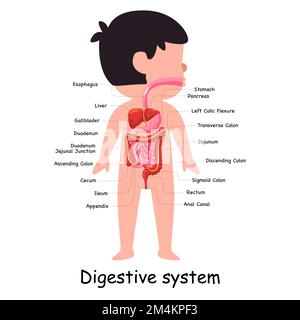 Menschliches Verdauungssystem Körperanatomische innere Bauchorgane graphische Darstellung des Magens Stock Vektor