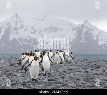Eine Gruppe von Königspinguinen, die am Strand von Salisbury Plains spazieren gehen. Südgeorgien, Antarktis. Stockfoto