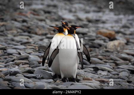 Eine Gruppe Königspinguine, die in einer Reihe stehen. Südgeorgien, Antarktis. Stockfoto