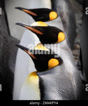 Drei Erwachsene Königspinguine stehen in einer geraden Reihe. Südgeorgien, Antarktis. Stockfoto