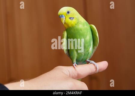 Hübscher gelber und grüner Wellensittich, der auf einem Finger sitzt und ein Zuhause hat. Speicherplatz kopieren. Nahaufnahme. Stockfoto