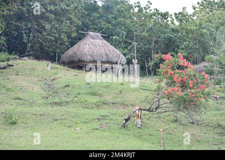 Osttimor, Bild des traditionellen Hauses in Osttimor. Hervorragende lokale Architektur und traditionelle Dekoration. Stockfoto