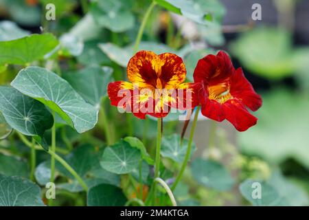 Tropaeolum majus „Orchideenflamme“. Nasturtium 'Orchideenflamme' Blumen. Stockfoto