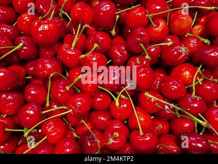 Eine Nahaufnahme von vielen Sauerkirschen Stockfoto
