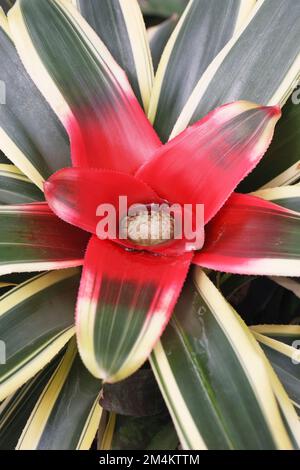 Neoregelia carolinae für Tricolor-Pflanze. Stockfoto