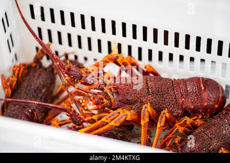 Erleben Sie das Angeln von Hummer an der Ostküste australiens. Flusskrebse auf einem Boot, gefangen in Hummertöpfen in asien Stockfoto