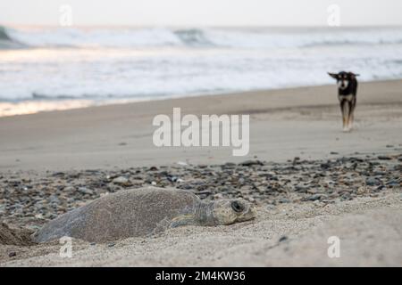 Eine Schildkröte, die Eier am Strand legt. Verstreuter schwarzer Hund, der im Hintergrund herumläuft Stockfoto