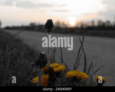 Gelber Löwenzahn vor einer einsamen Straße bei Sonnenuntergang Stockfoto