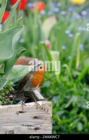 Erithacus rubecula. Robin in einem englischen Garten. Stockfoto